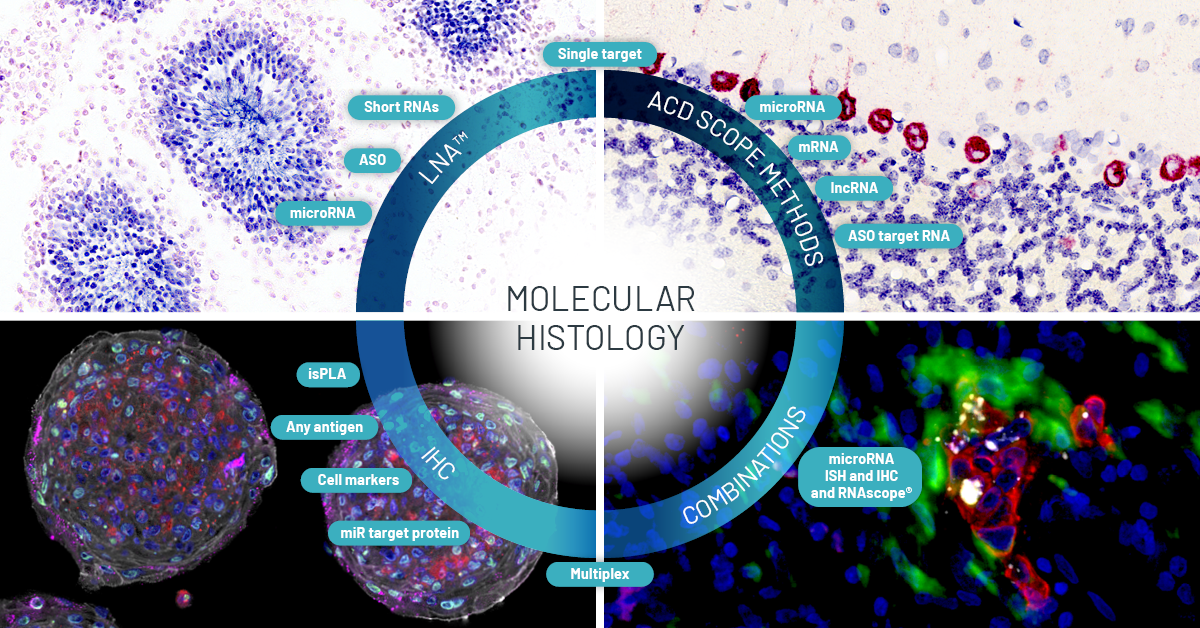 molecular histology techniques molecular histology techniques